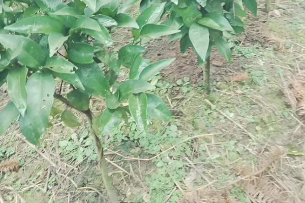 黄美人柑橘品种简介，一般在2-3月份成熟