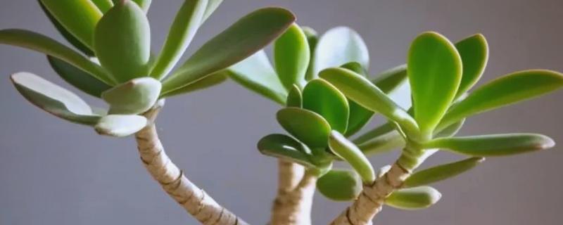 玉树枝条软的耷拉了怎么解决，需及时补充光照