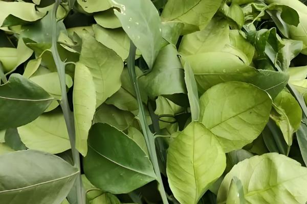 黄美人柑橘品种简介，一般在2-3月份成熟