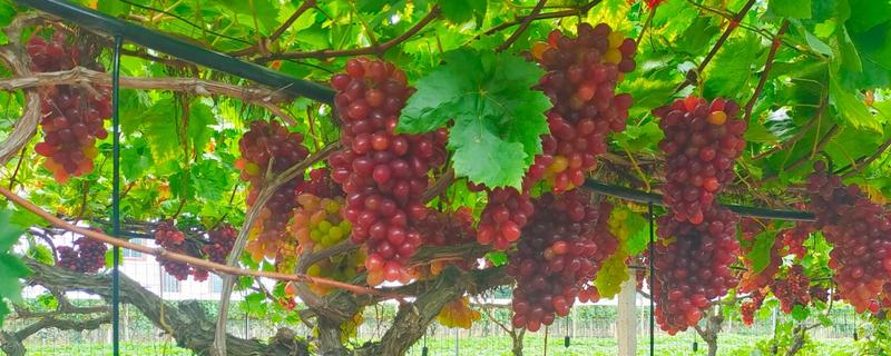 红提的成熟季节，适合生长在较为肥沃的环境中