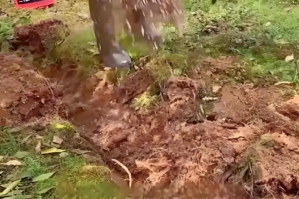 黄美人柑橘品种简介，一般在2-3月份成熟