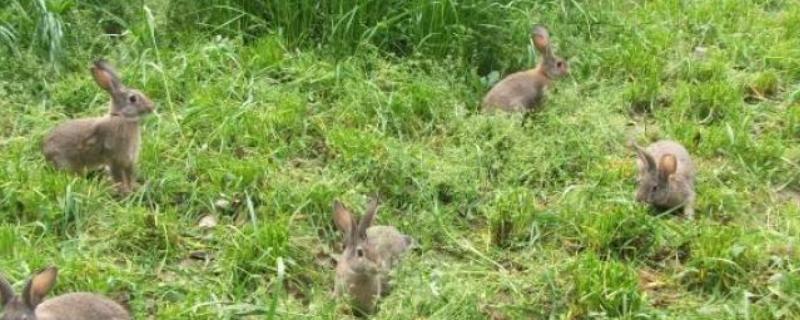 野兔的食物，以嫩草、野菜等食物为食