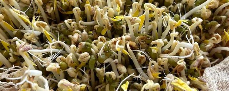 绿豆芽如何生长，会经历吸水、发芽、生长这个三个阶段