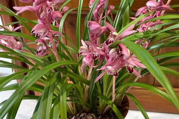 为什么兰花不开花,可能是温度不适所致