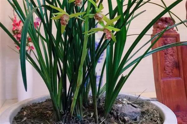 为什么兰花不开花,可能是温度不适所致