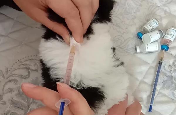 给小狗驱虫要注意什么,体内驱虫需达到8周龄才能进行