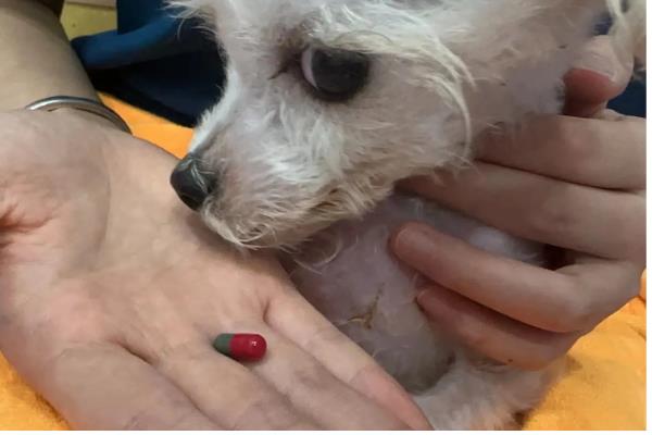 给小狗驱虫要注意什么,体内驱虫需达到8周龄才能进行