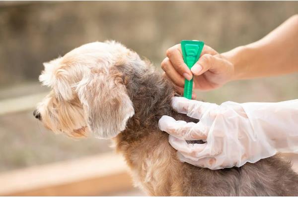 给小狗驱虫要注意什么,体内驱虫需达到8周龄才能进行