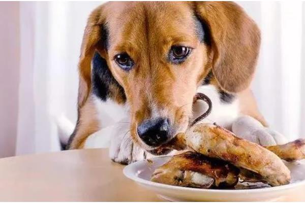 给小狗驱虫要注意什么,体内驱虫需达到8周龄才能进行