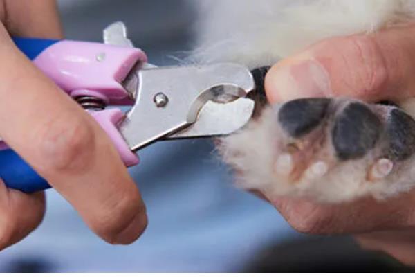 给小狗驱虫要注意什么,体内驱虫需达到8周龄才能进行