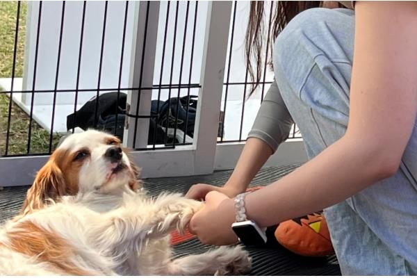 给小狗驱虫要注意什么,体内驱虫需达到8周龄才能进行