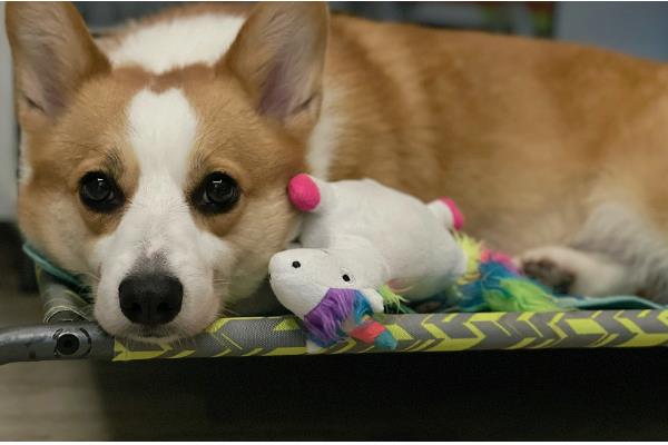 给小狗驱虫要注意什么,体内驱虫需达到8周龄才能进行