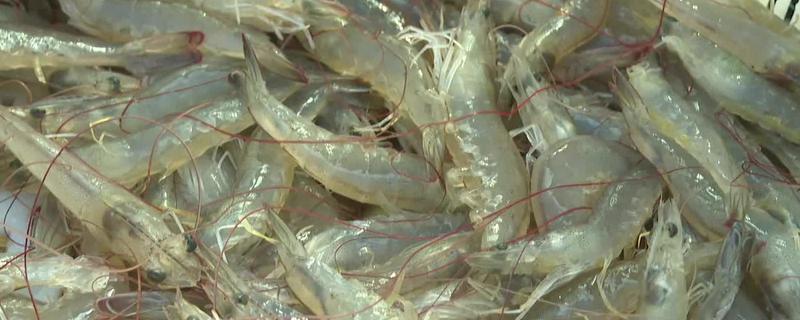 养南美白对虾一亩赚多少，通常可赚18560元左右