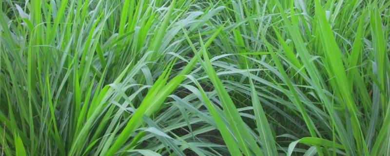 黑麦草在北方的亩产量，最终可收获25000-28000斤左右