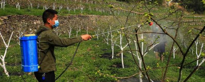 使用石硫合剂要注意什么，气温过高或过低时都不能使用