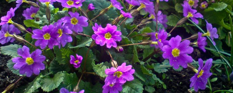 报春花什么时候开花，花期一般是每年2-5月份