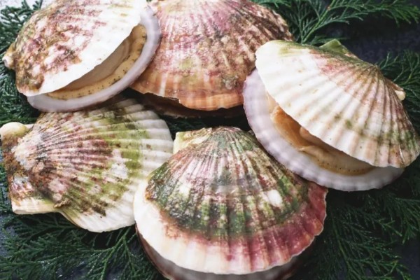 扇贝的种类，共有400余种