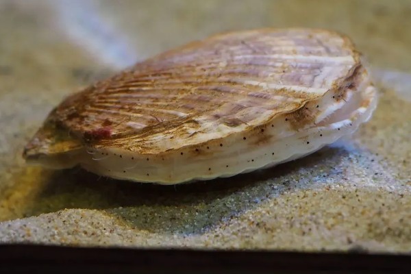 扇贝的种类，共有400余种