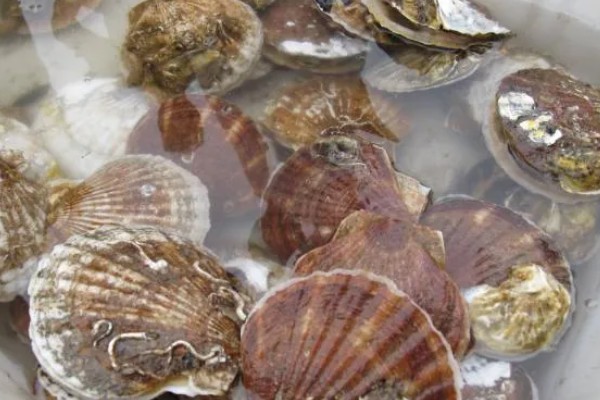 扇贝的种类，共有400余种