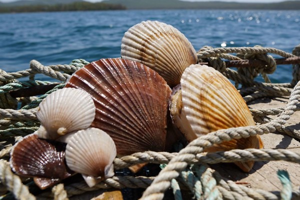 扇贝的种类，共有400余种