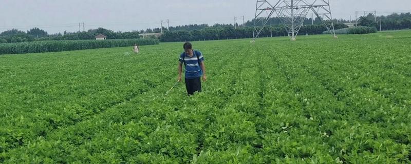 麦茬花生打控旺药的时间，开花后1个月左右开始用药