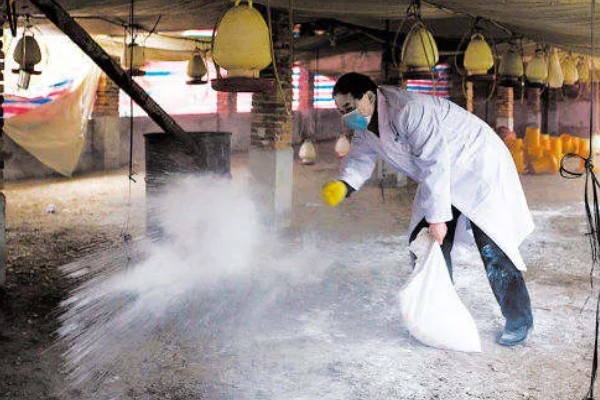 新手怎么养鸭子，养殖前圈舍内外进行彻底的清洗