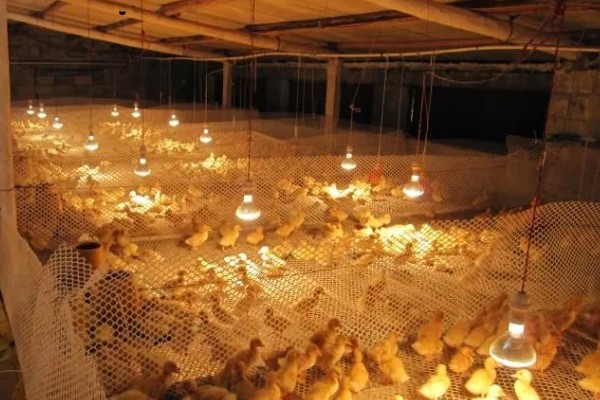 新手怎么养鸭子，养殖前圈舍内外进行彻底的清洗