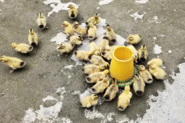 新手怎么养鸭子，养殖前圈舍内外进行彻底的清洗