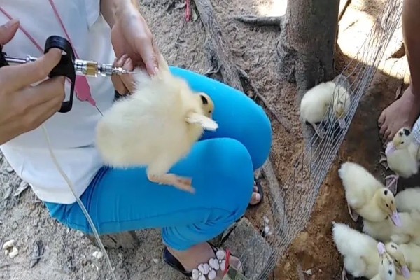 新手怎么养鸭子，养殖前圈舍内外进行彻底的清洗