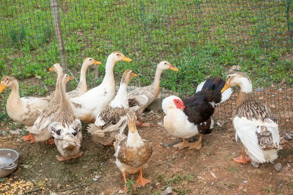 新手怎么养鸭子，养殖前圈舍内外进行彻底的清洗