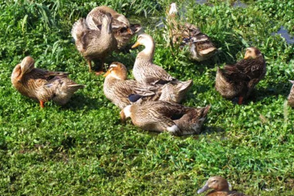 新手怎么养鸭子，养殖前圈舍内外进行彻底的清洗