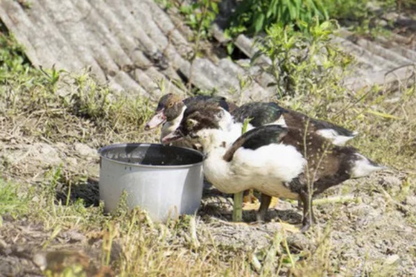 新手怎么养鸭子，养殖前圈舍内外进行彻底的清洗
