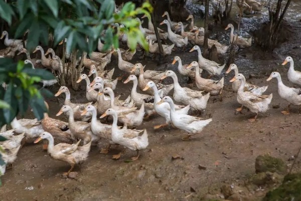 新手怎么养鸭子，养殖前圈舍内外进行彻底的清洗