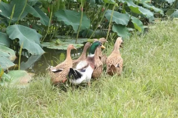 新手怎么养鸭子，养殖前圈舍内外进行彻底的清洗