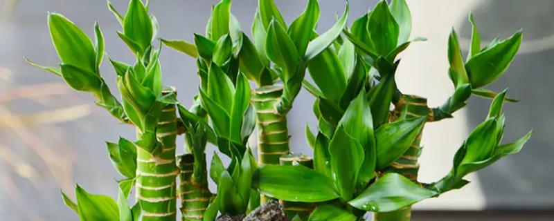 让富贵竹更旺盛的方法，每隔10-15天追施一次肥液