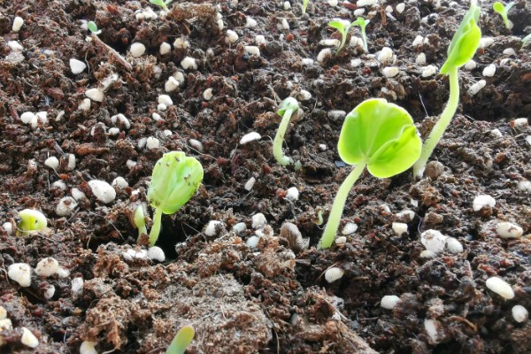 哪些因素会影响种子出苗，未合理整地、施肥、使用除草剂等都会造成出苗困难