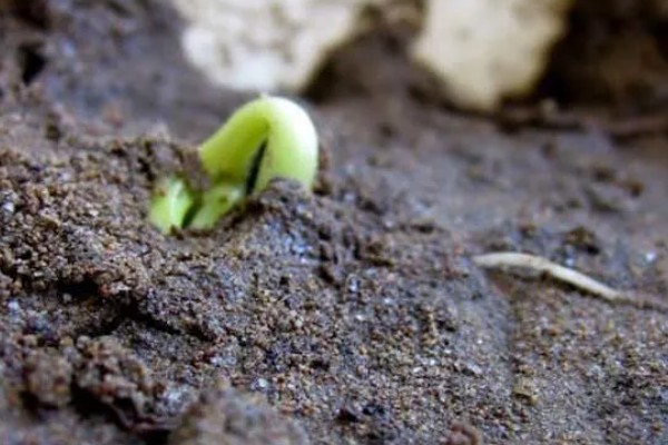 哪些因素会影响种子出苗，未合理整地、施肥、使用除草剂等都会造成出苗困难