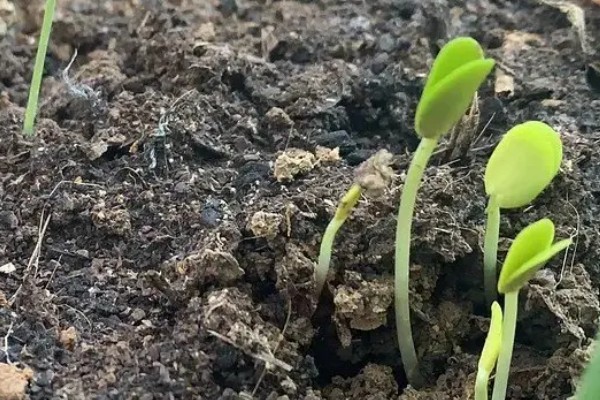 哪些因素会影响种子出苗，未合理整地、施肥、使用除草剂等都会造成出苗困难