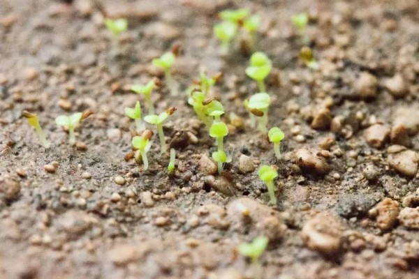 哪些因素会影响种子出苗，未合理整地、施肥、使用除草剂等都会造成出苗困难