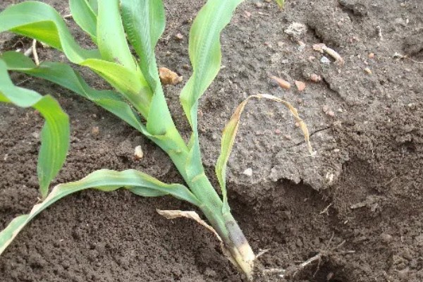 哪些因素会影响种子出苗，未合理整地、施肥、使用除草剂等都会造成出苗困难