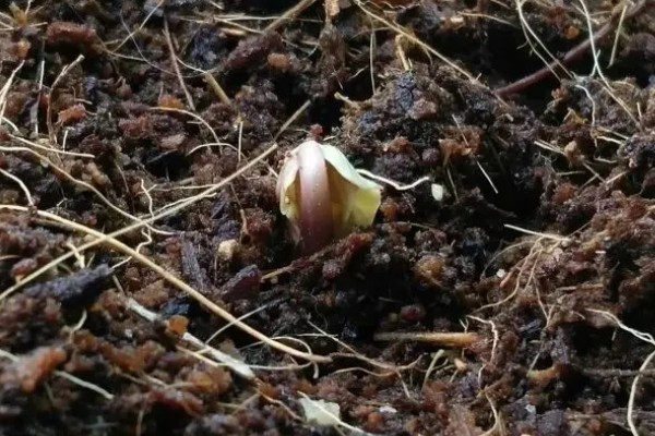 哪些因素会影响种子出苗，未合理整地、施肥、使用除草剂等都会造成出苗困难