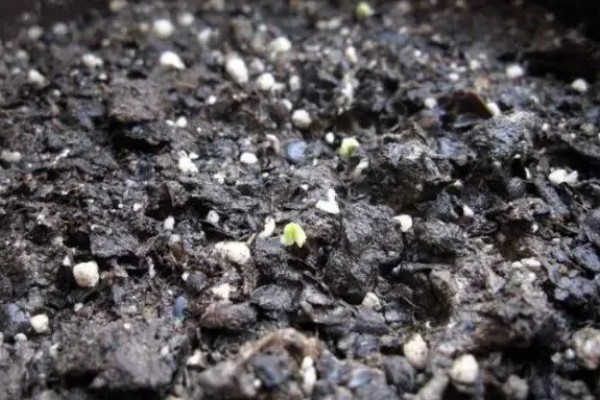 哪些因素会影响种子出苗，未合理整地、施肥、使用除草剂等都会造成出苗困难