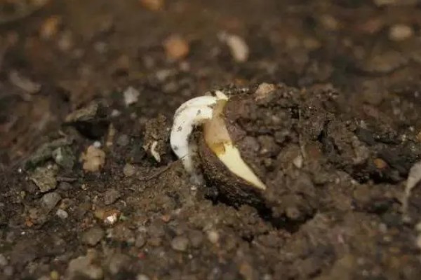 哪些因素会影响种子出苗，未合理整地、施肥、使用除草剂等都会造成出苗困难