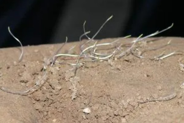 哪些因素会影响种子出苗，未合理整地、施肥、使用除草剂等都会造成出苗困难