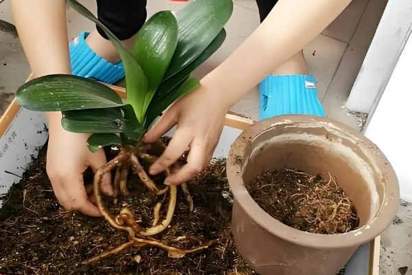 君子兰如何换盆，换盆前先根据盆土的量提前断水