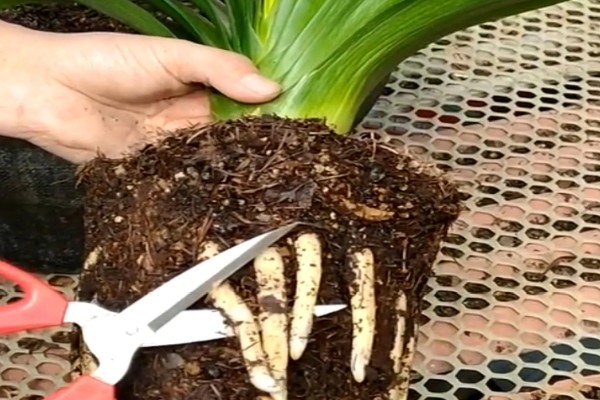 君子兰如何换盆，换盆前先根据盆土的量提前断水