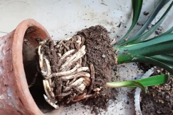 君子兰如何换盆，换盆前先根据盆土的量提前断水