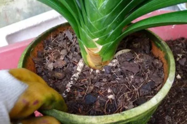 君子兰如何换盆，换盆前先根据盆土的量提前断水