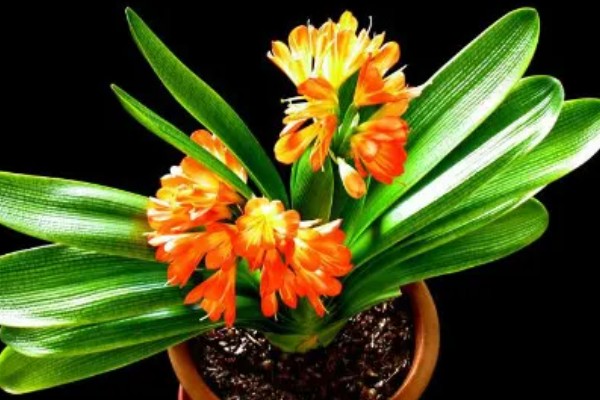 君子兰如何换盆，换盆前先根据盆土的量提前断水