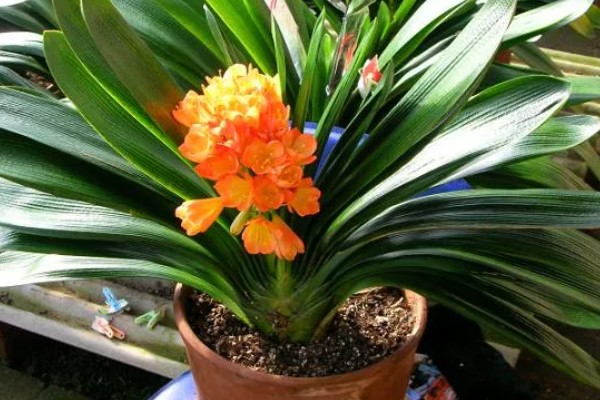 君子兰如何换盆，换盆前先根据盆土的量提前断水